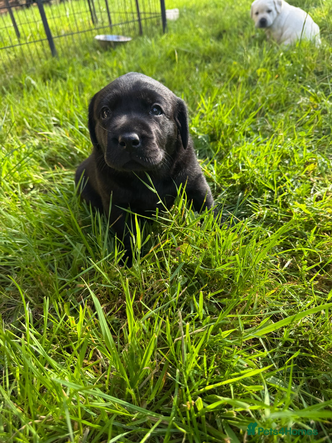 Labrador Retriever dogs for sale: KC health tested Labrador Pups  - Image 2