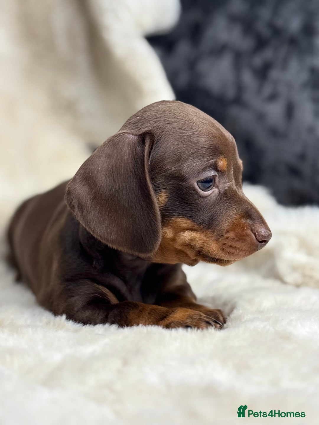 Miniature Dachshund dogs for sale: Quality health tested mini smooth dachshund pups  - Advert 3