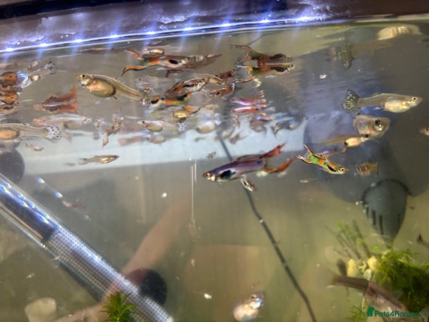 Tetras fish in York - Advert 7