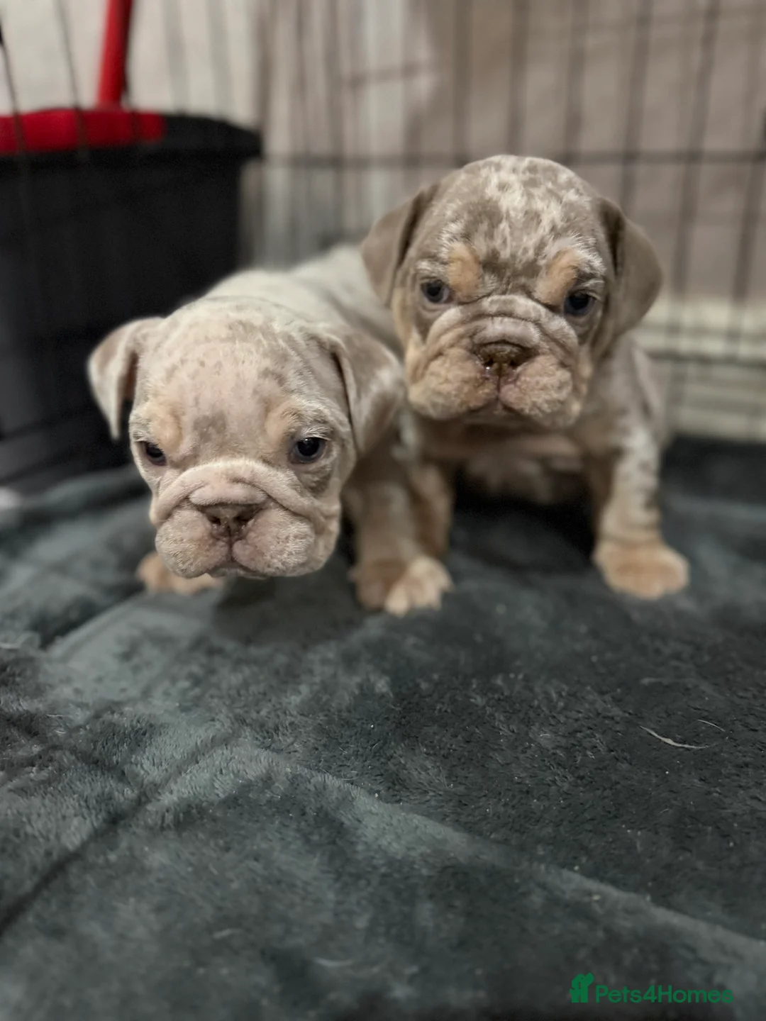 English Bulldog dogs for sale: KC Male English Bulldogs  - Advert 3