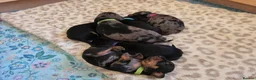 Jackshund dogs for sale: Dapple and black and tan Jackshund puppies - Advert 12