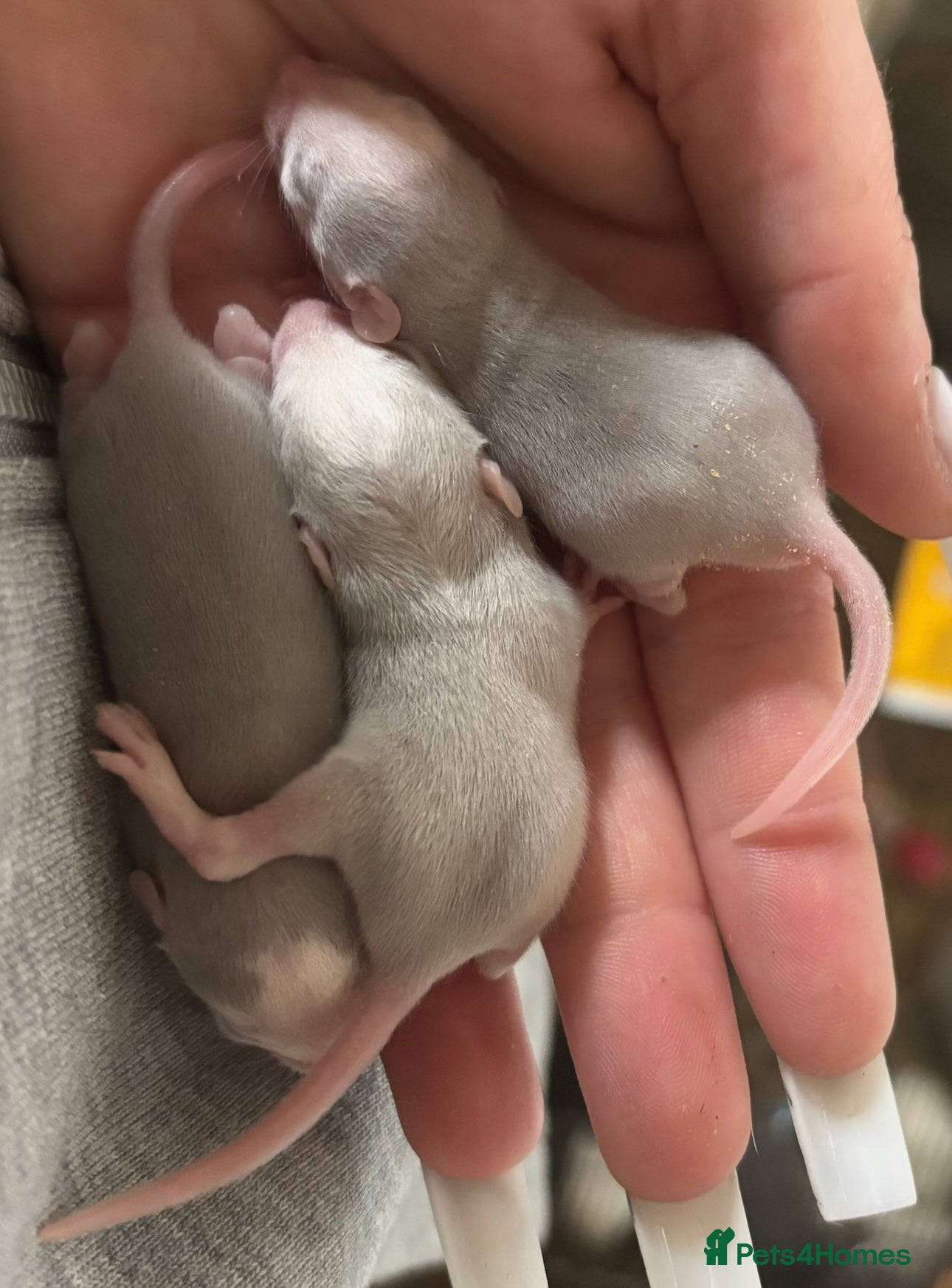 Rat rodents LAST FEW MALES AVAILABLE HIGHLY DISCOUNTED - Advert 10