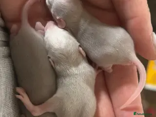 Rat rodents LAST FEW MALES AVAILABLE HIGHLY DISCOUNTED - Advert 10