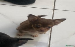Chihuahua dogs for sale: Micro chihuahua puppies  - Image 6