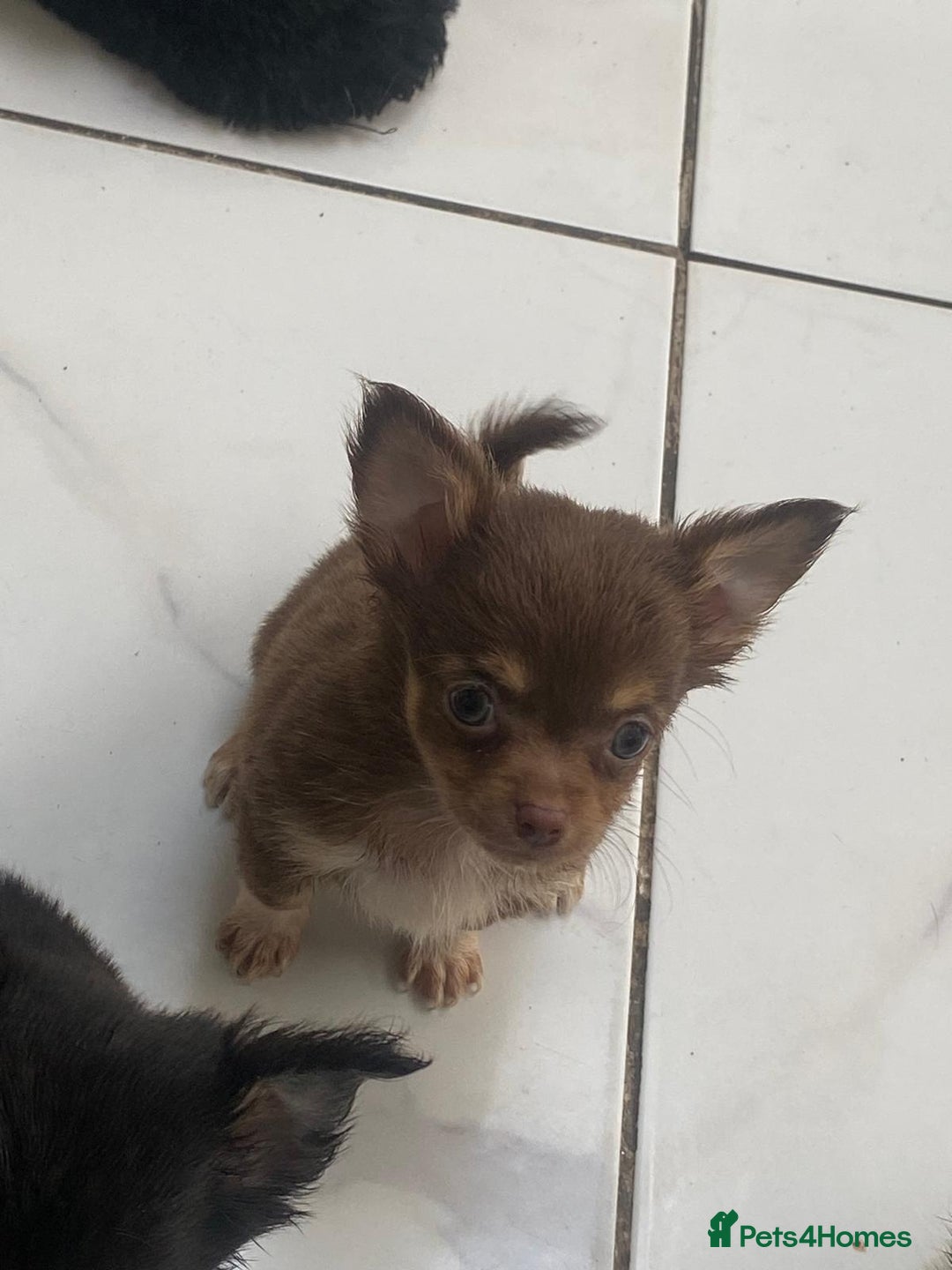 Chihuahua dogs for sale: Micro chihuahua puppies  - Image 6