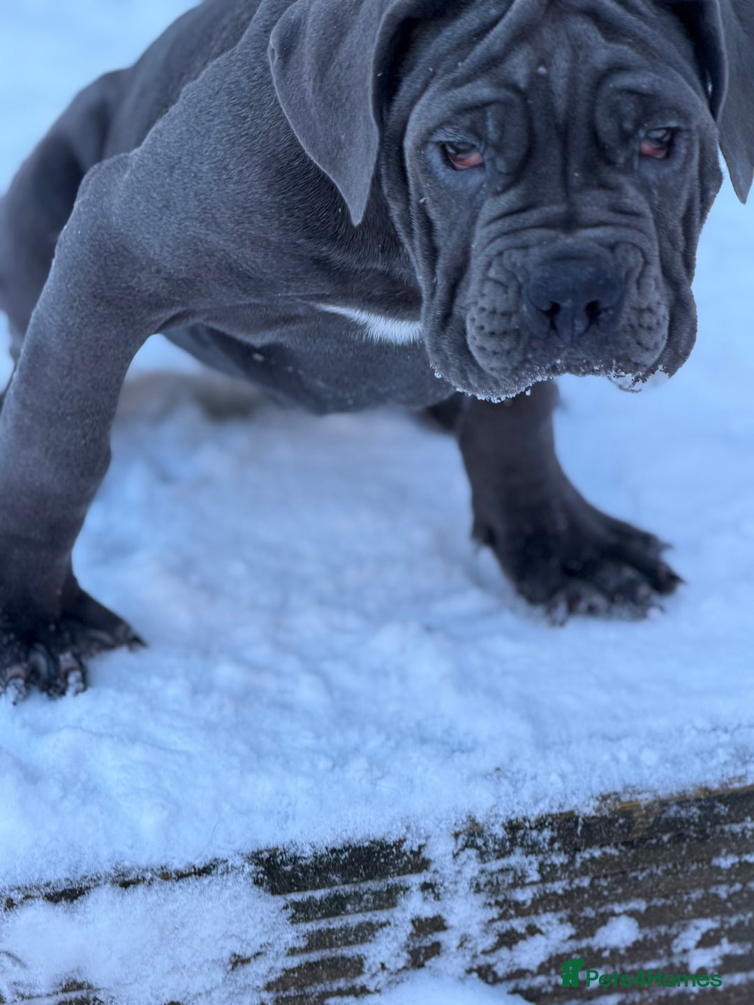 Cane Corso dogs for sale: Imp Champion Bloodline Pure Breed Cane Corso pups  - Advert 32