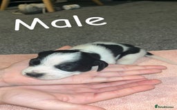 Mixed Breed dogs for sale: 6 spaniel, beagle, jack Russell cross for sale  - Image 7