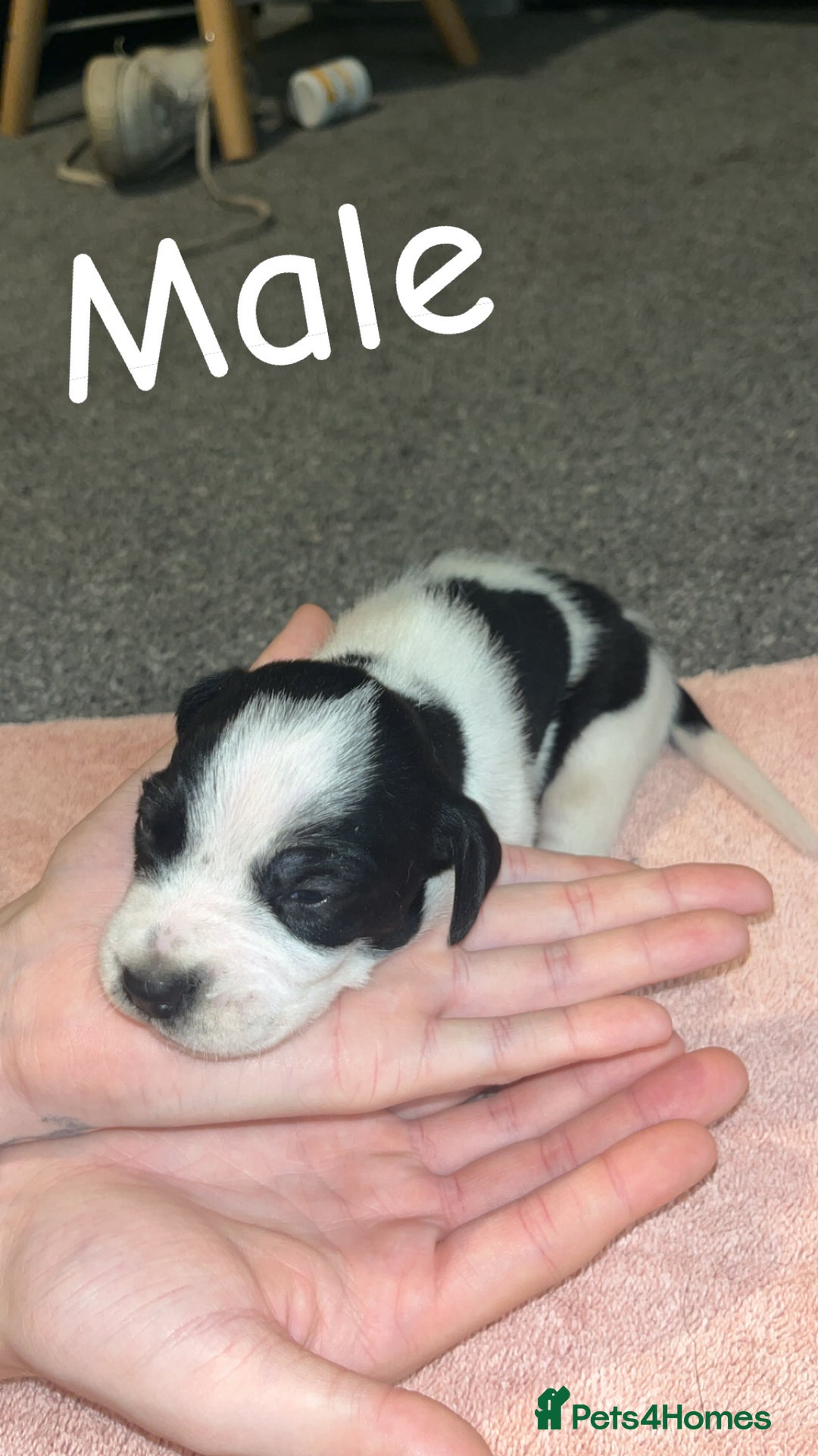 Mixed Breed dogs for sale: 6 spaniel, beagle, jack Russell cross for sale  - Image 7