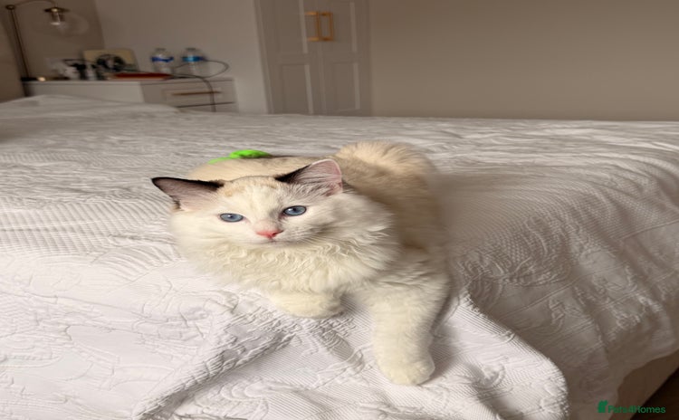 Ragdoll cats Meet Snow TICA registered - Advert 1