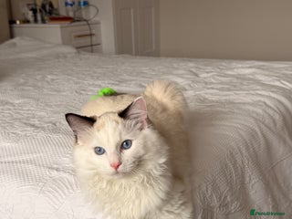 Ragdoll cats Meet Snow TICA registered - Advert 1