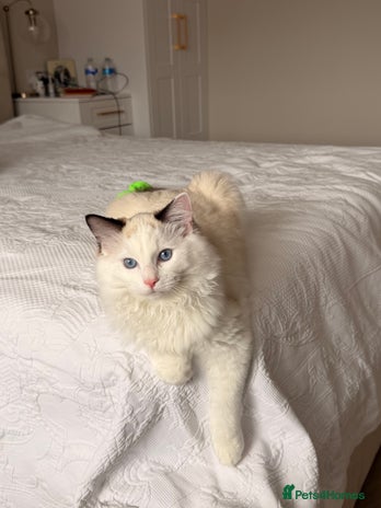 Ragdoll cats Meet Snow TICA registered - Advert 1