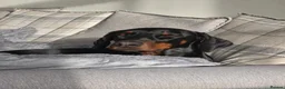Dobermann dogs for sale: Bear  - Advert 13