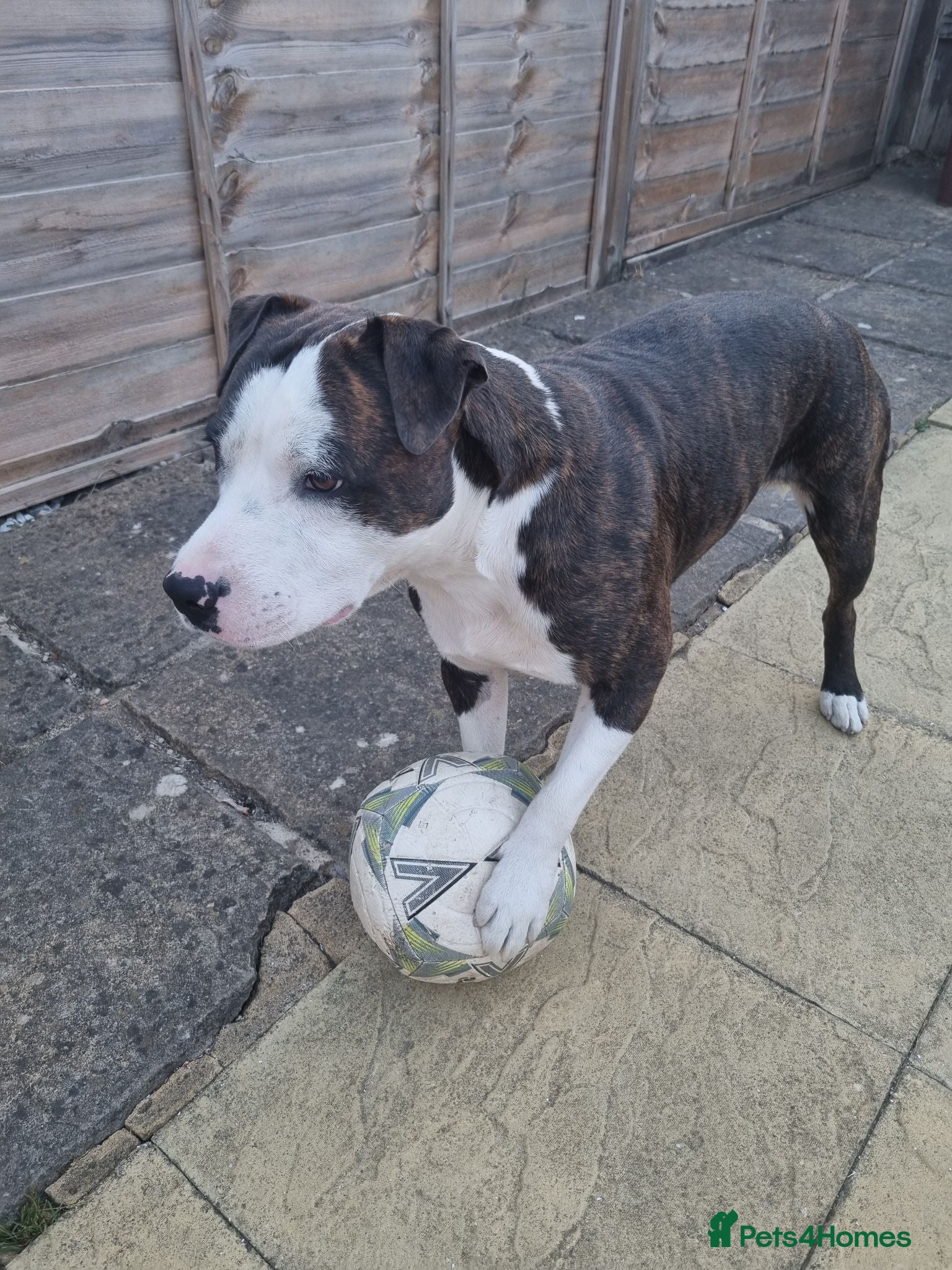 Mixed Breed dogs Mr Neptei  - Advert 2