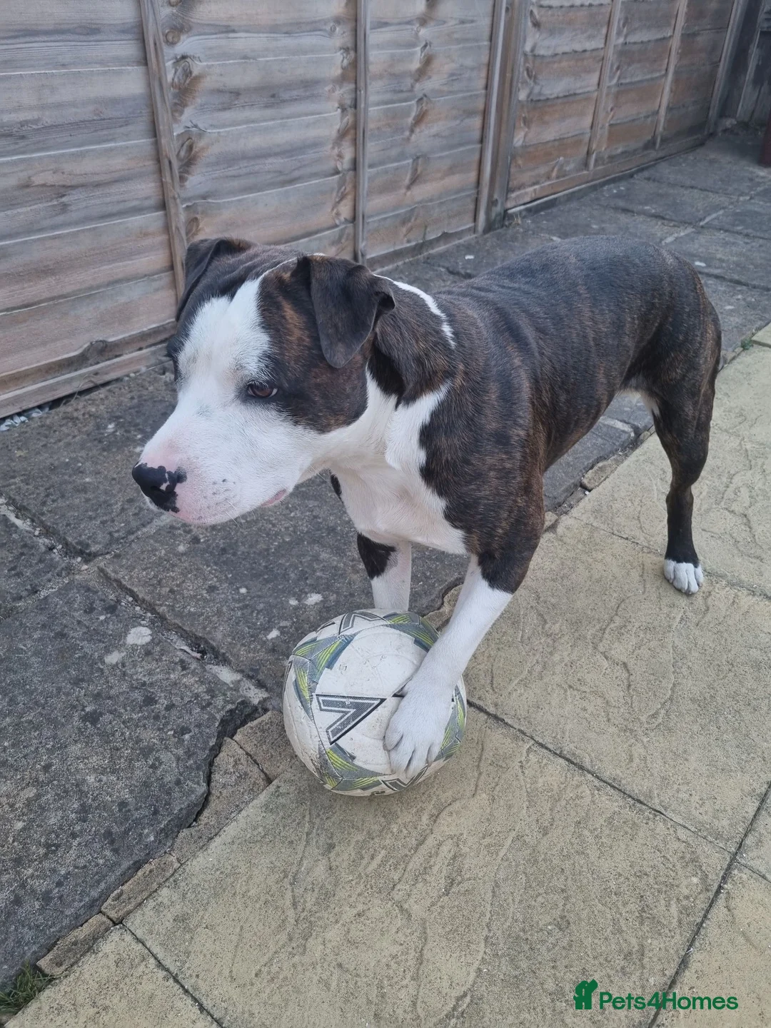 Mixed Breed dogs for stud: Mr Neptei  - Advert 1