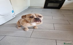 Olde English Bulldogge dogs for sale: Olde English Bulldogge - Image 2