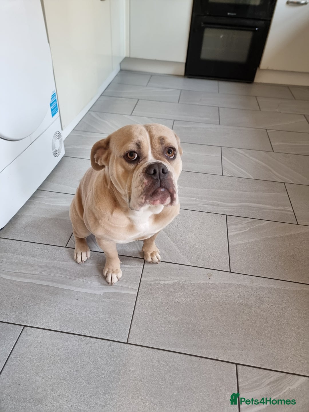 Olde English Bulldogge dogs for sale: Olde English Bulldogge - Image 2