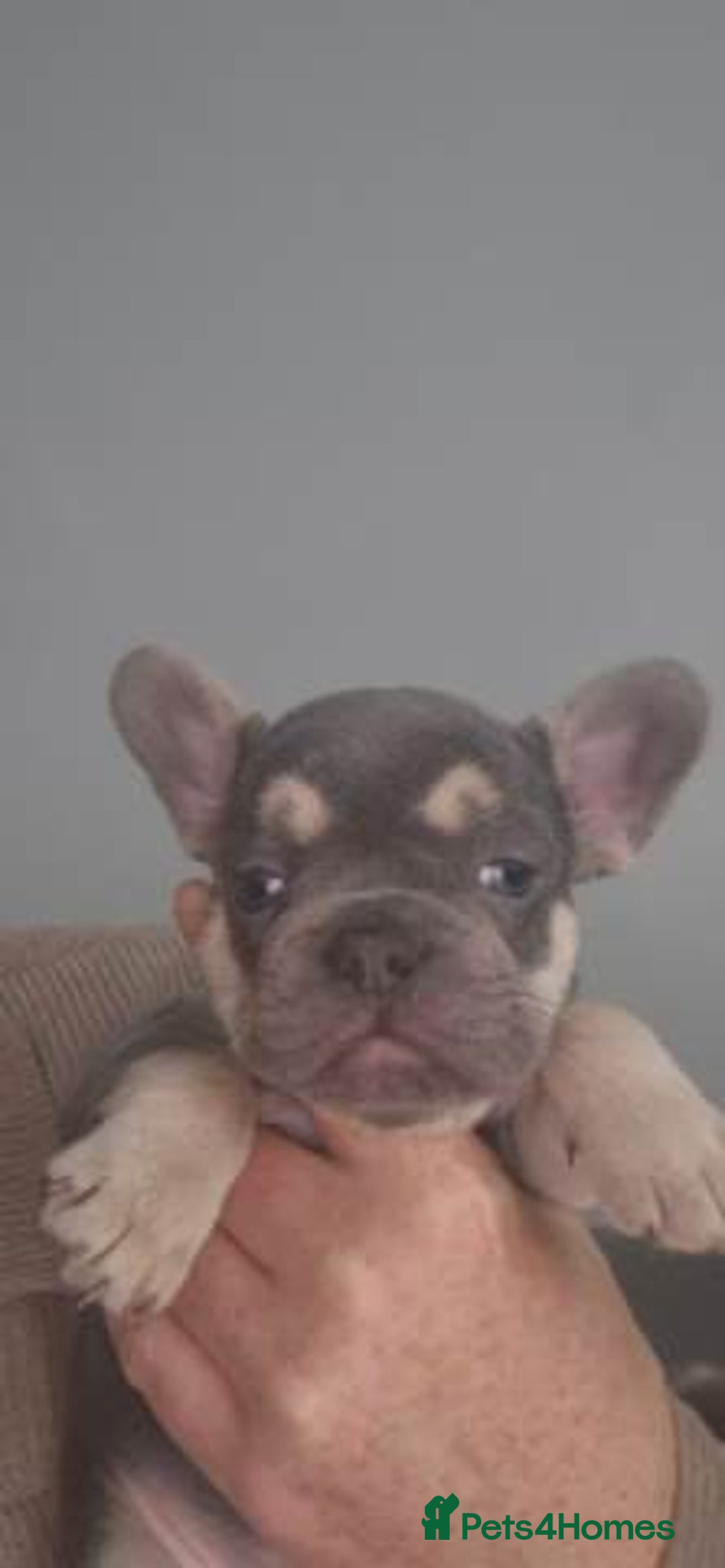 French Bulldog dogs for sale: Quality Stunning Frenchies Bull Puppies  - Advert 10