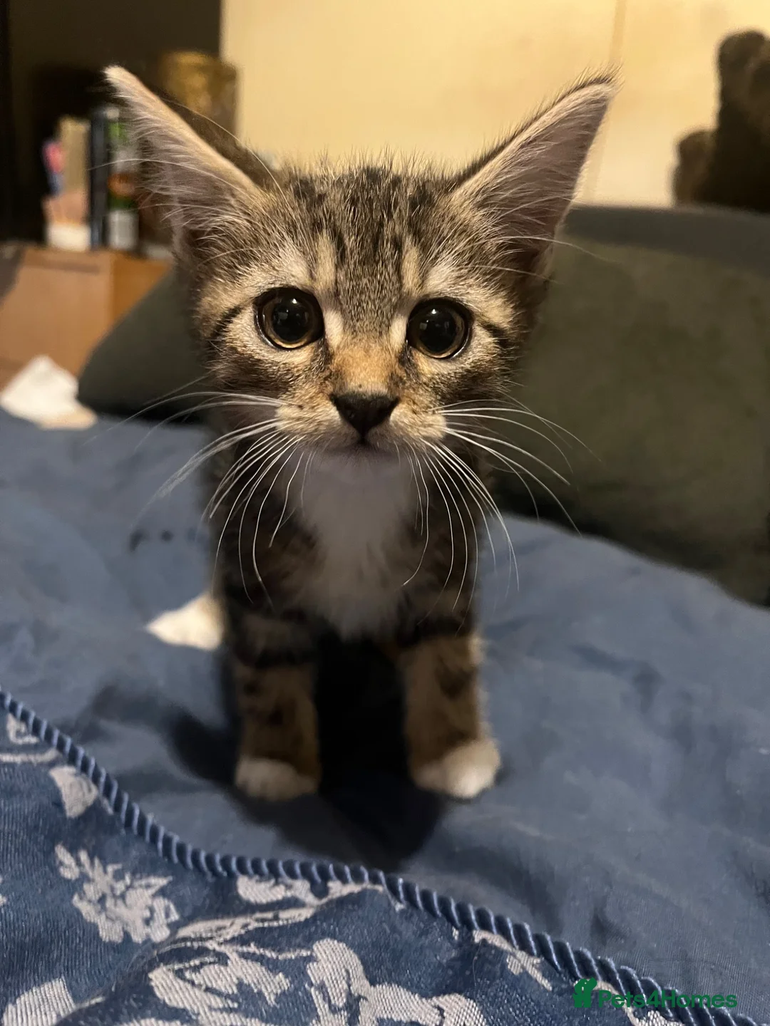 Mixed Breed cats for sale: Kittens  - Advert 1