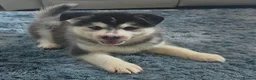 Pomsky dogs for sale: Fully Vaccinated! Ready Now - F3 Pomsky Puppies - Advert 13
