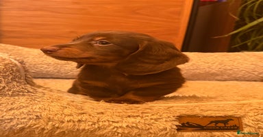 Miniature Dachshund dogs Miniature Dachshund chocolate and Tan long-hair - Advert 5