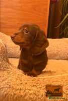 Miniature Dachshund dogs Miniature Dachshund chocolate and Tan long-hair - Advert 2