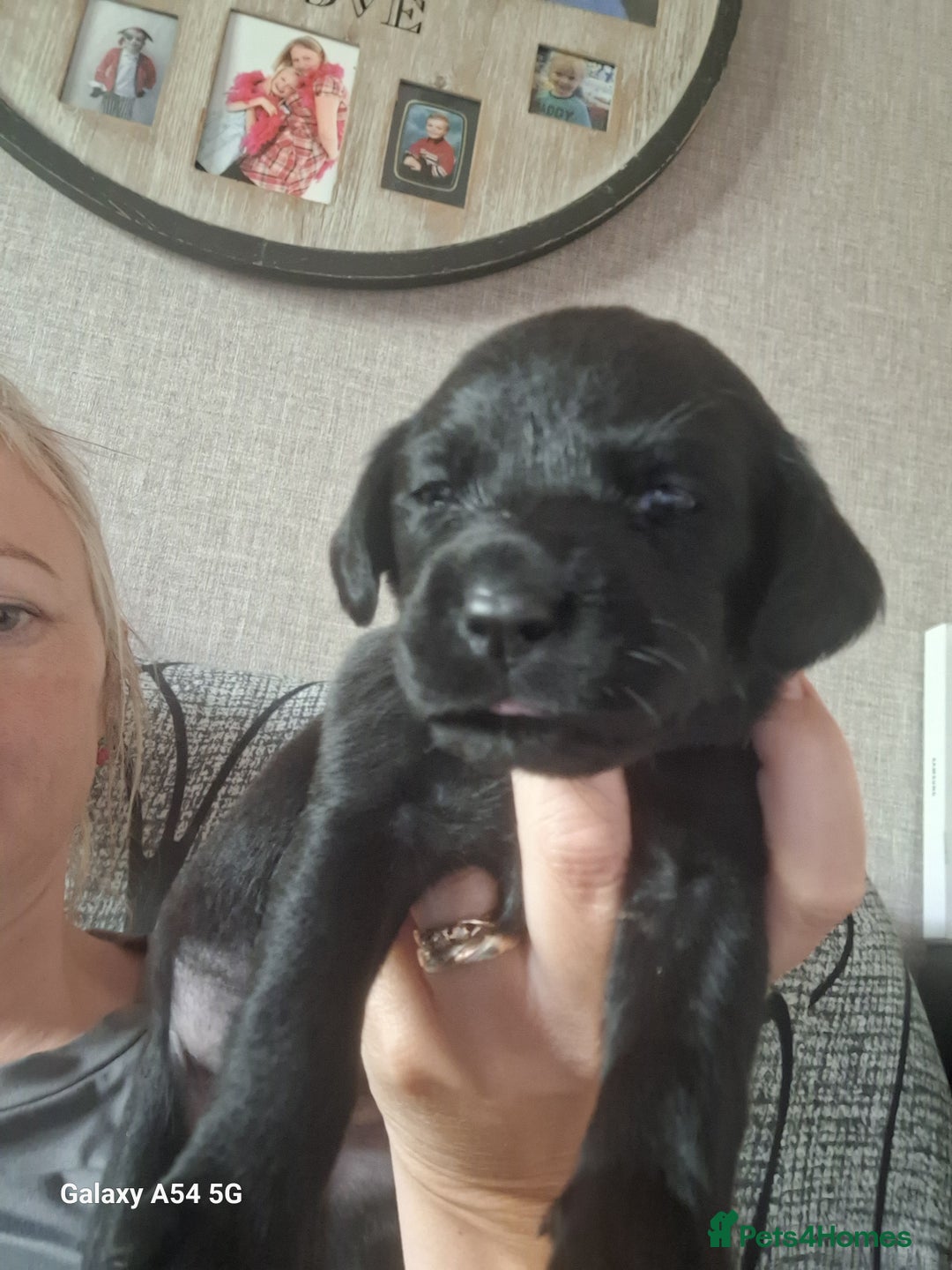 Labrador Retriever dogs for sale: Pedigree Black labrador pups  - Image 10
