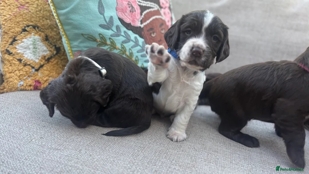 Sprocker dogs for sale: Chocolate and white Sprocker Puppies - Advert 8