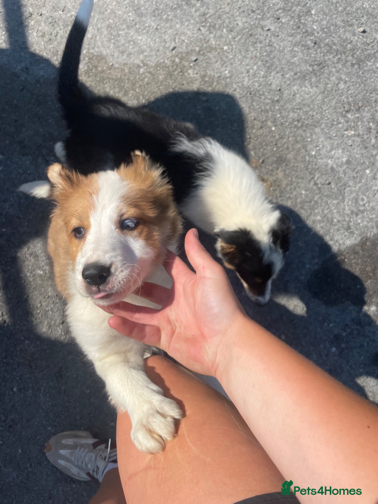 Border Collie dogs 2 border collie puppies for sale  - Advert 2