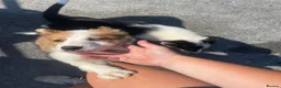 Border Collie dogs for sale: 2 border collie puppies for sale  in Bala - Advert 1