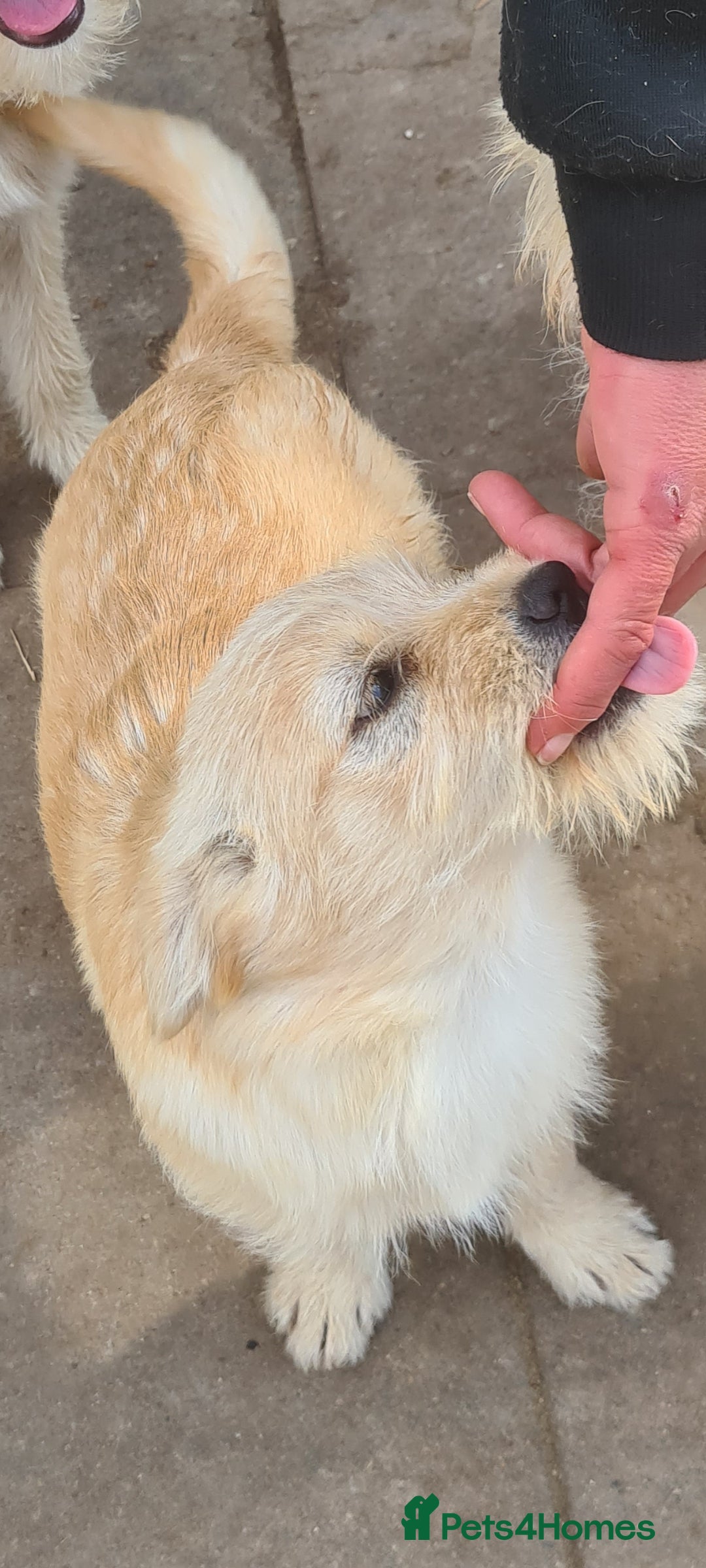 Mixed Breed dogs for adoption: SPARKLE 6KG FEMALE SMALL BREED  - Advert 4