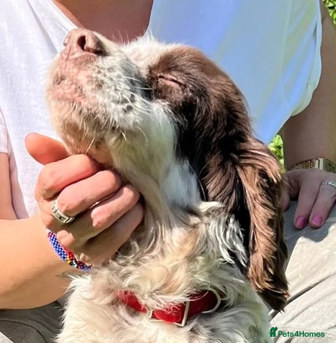 English Setter dogs for adoption: Viki  in Woolacombe - Advert 2