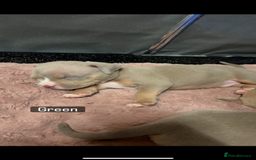 American Bully dogs for sale: AMERICAN POCKET BULLYS - Image 17