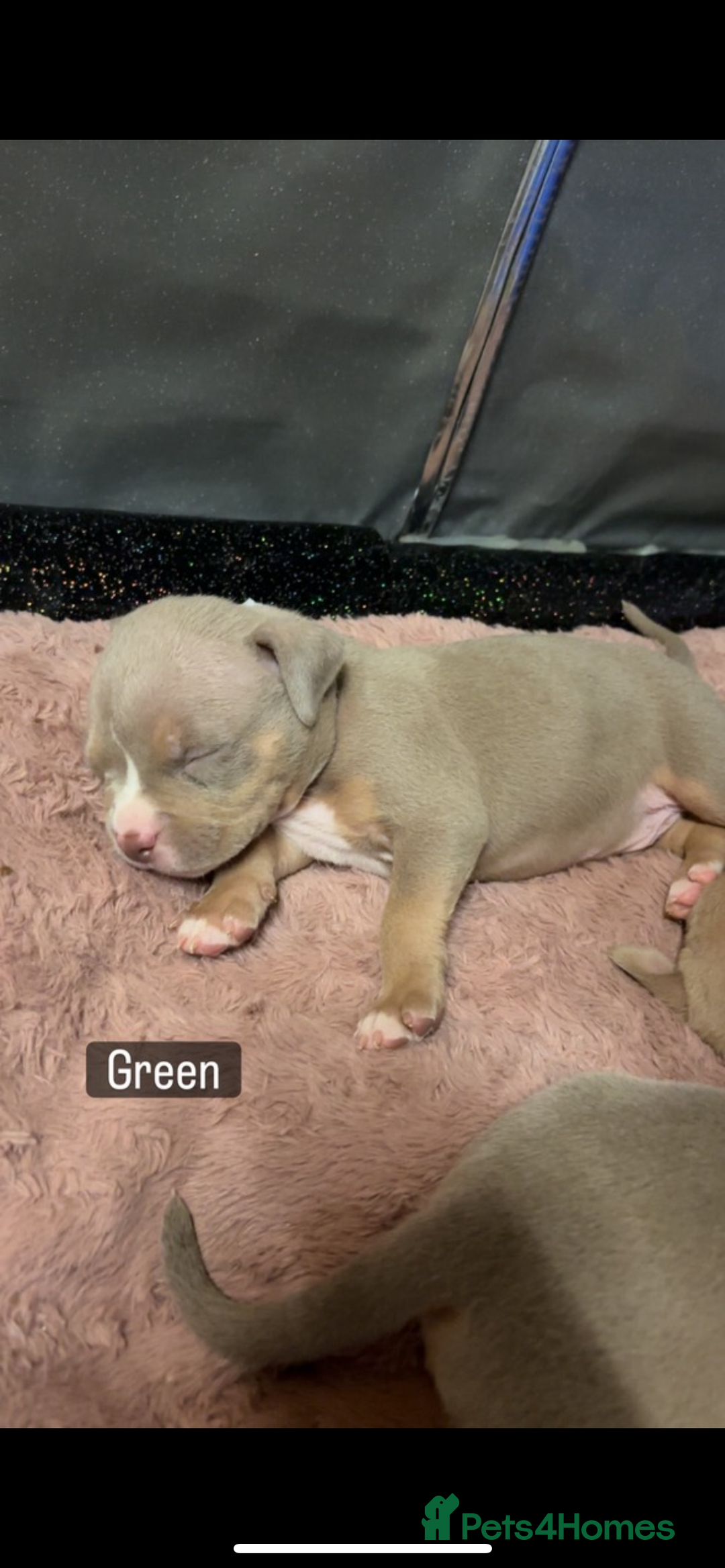 American Bully dogs for sale: AMERICAN POCKET BULLYS - Image 17