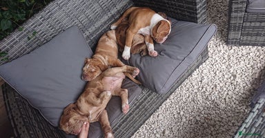 Old Tyme Bulldog dogs - Advert 15