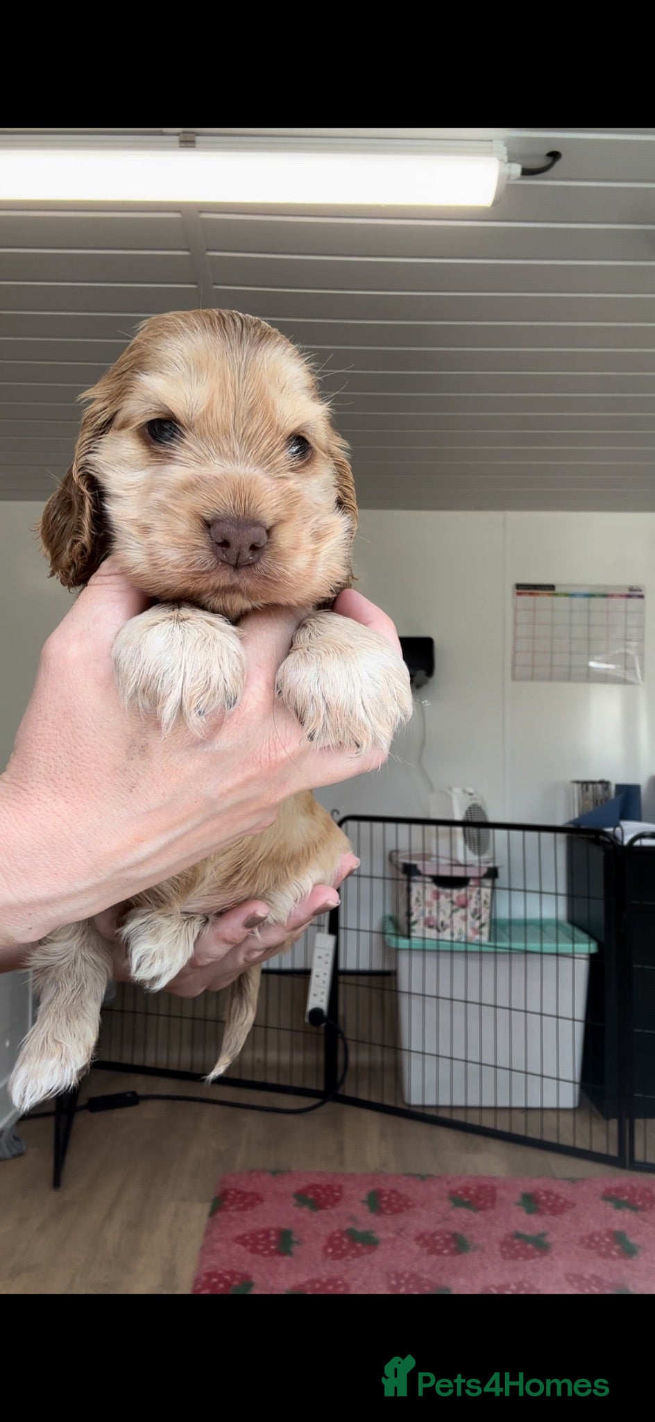 Cocker Spaniel dogs KC Registered Sable Show cocker spaniels  - Advert 2