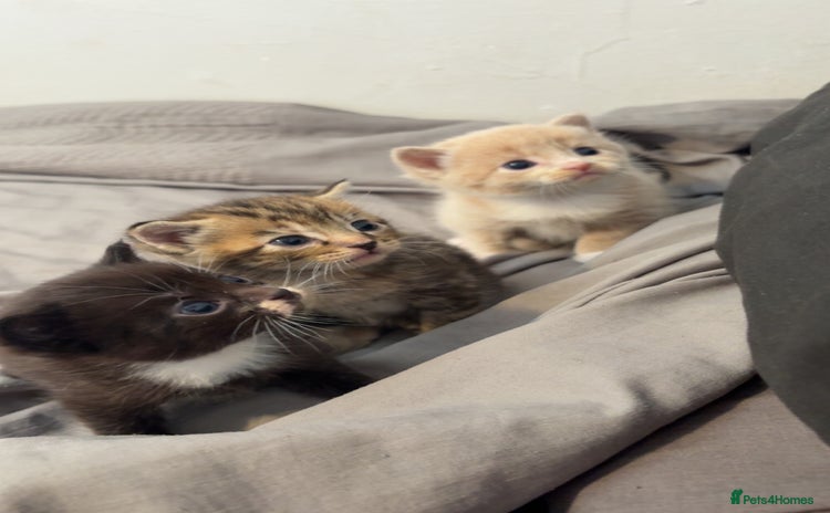 Mixed Breed cats - Advert 12
