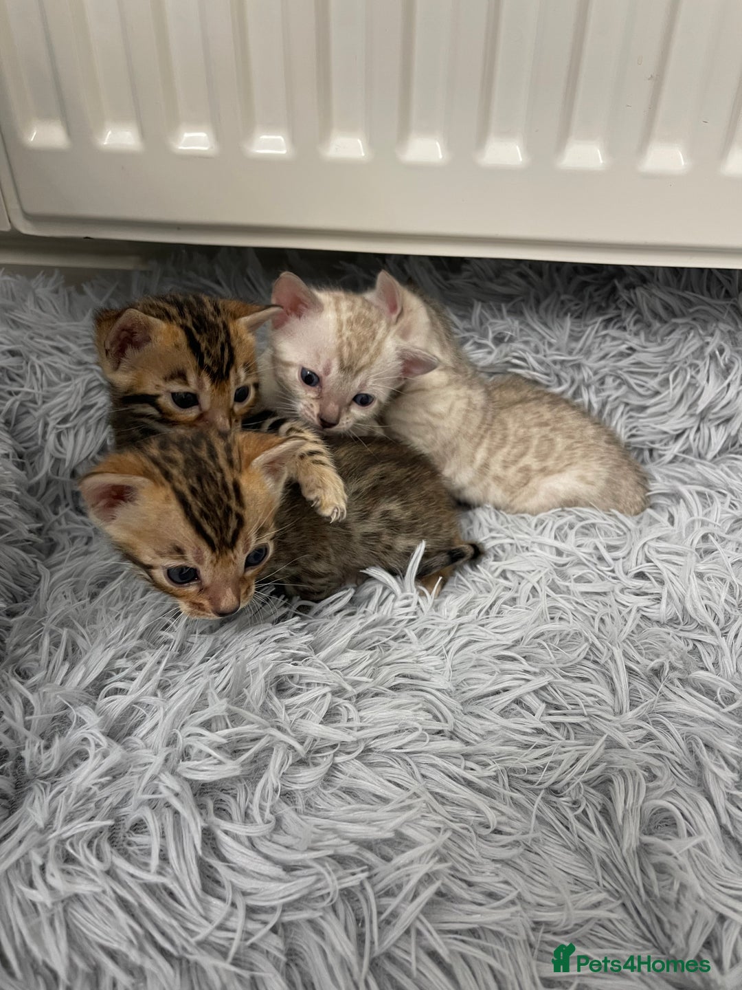 Bengal cats for sale: Bengal kittens for sale - Advert 10