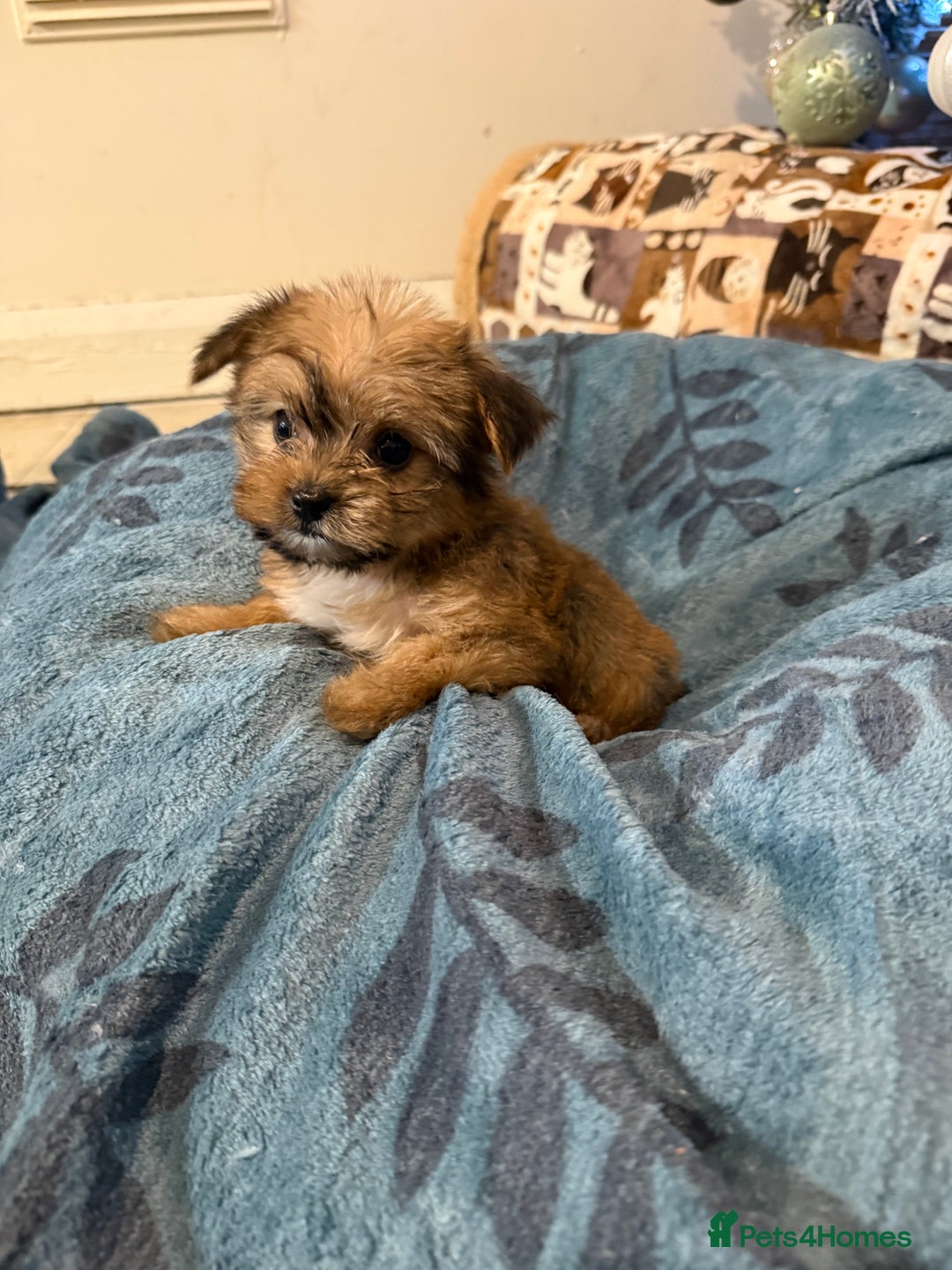 Yorkshire Terrier dogs for sale: Mini Yorkshire Terrier  - Advert 10