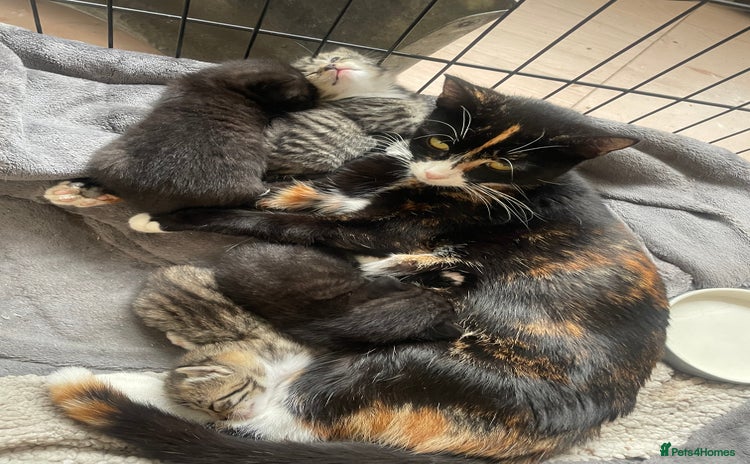 Domestic Shorthair cats - Advert 1