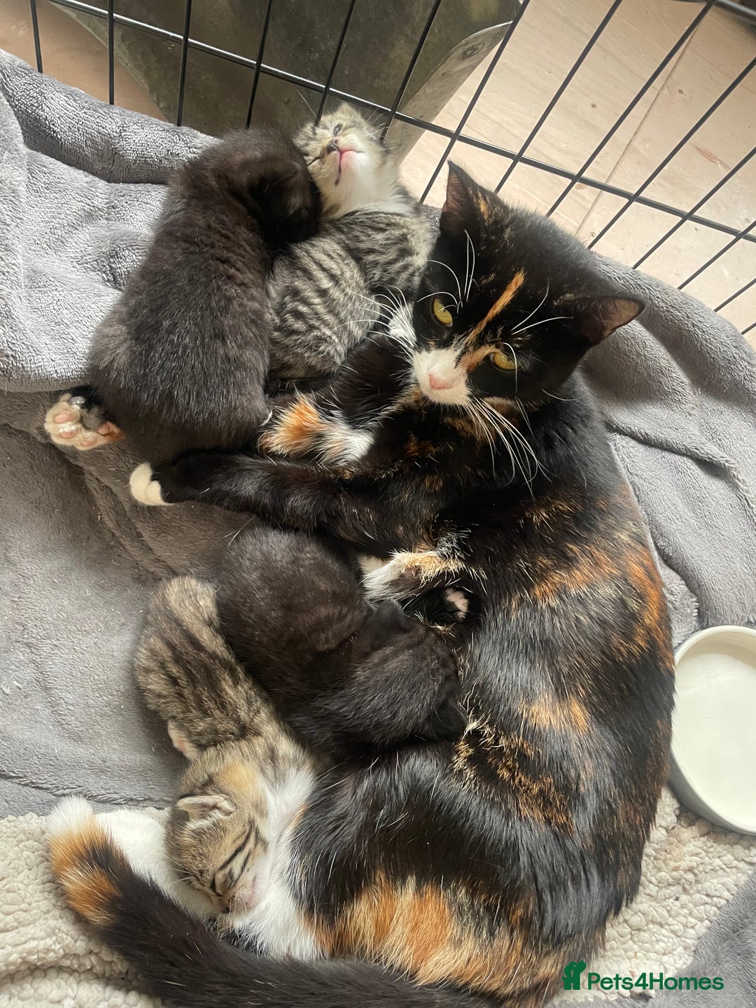 Domestic Shorthair cats for sale: Mixed colour kittens  - Image 1