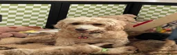 Cockapoo dogs for sale: Beautiful Cockapoo puppies - exceptional standard - Advert 9