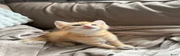 Mixed Breed cats for sale: Norwegian Forrest Cross Kittens  - Advert 7