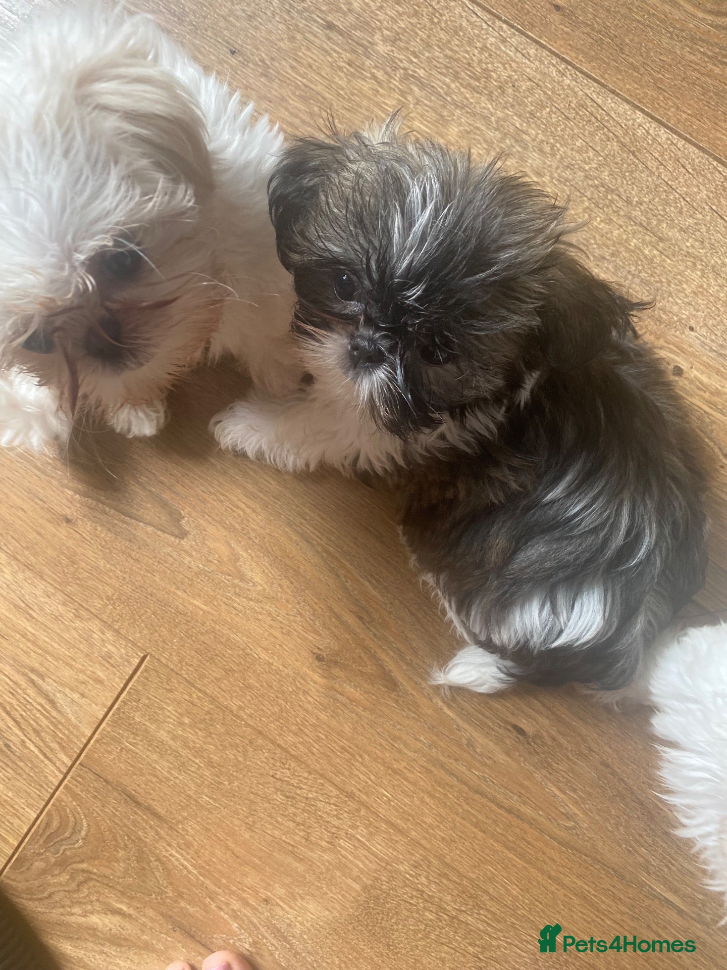 Shih Tzu dogs Beautiful imperial shihtzu pups for sale  - Advert 1