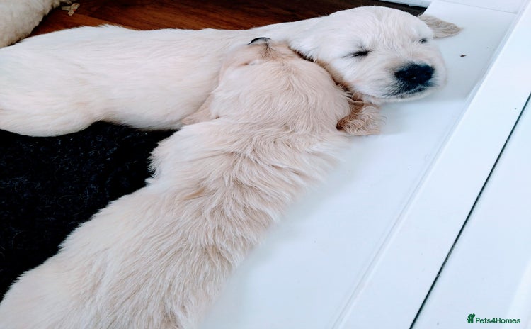 Golden Retriever dogs - Advert 5