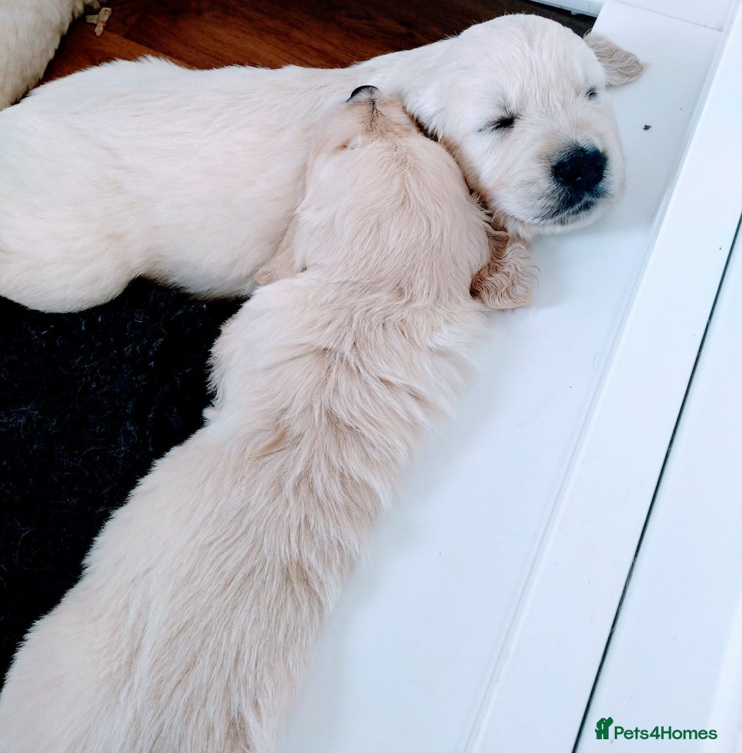 Golden Retriever dogs for sale: Chunky Golden retriever puppies for sale  - Image 2