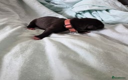 Staffordshire Bull Terrier dogs for sale: STAFFORDSHIRE BULL TERRIOR PUPPIES - Image 11