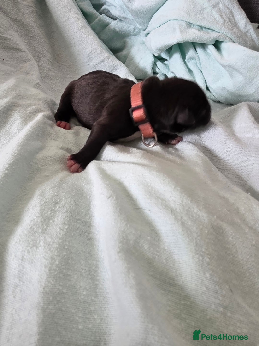 Staffordshire Bull Terrier dogs for sale: STAFFORDSHIRE BULL TERRIOR PUPPIES - Image 11
