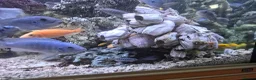Cichlids fish for sale: 2 x fully stocked cichlids tanks for sale in Guildford - Advert 13