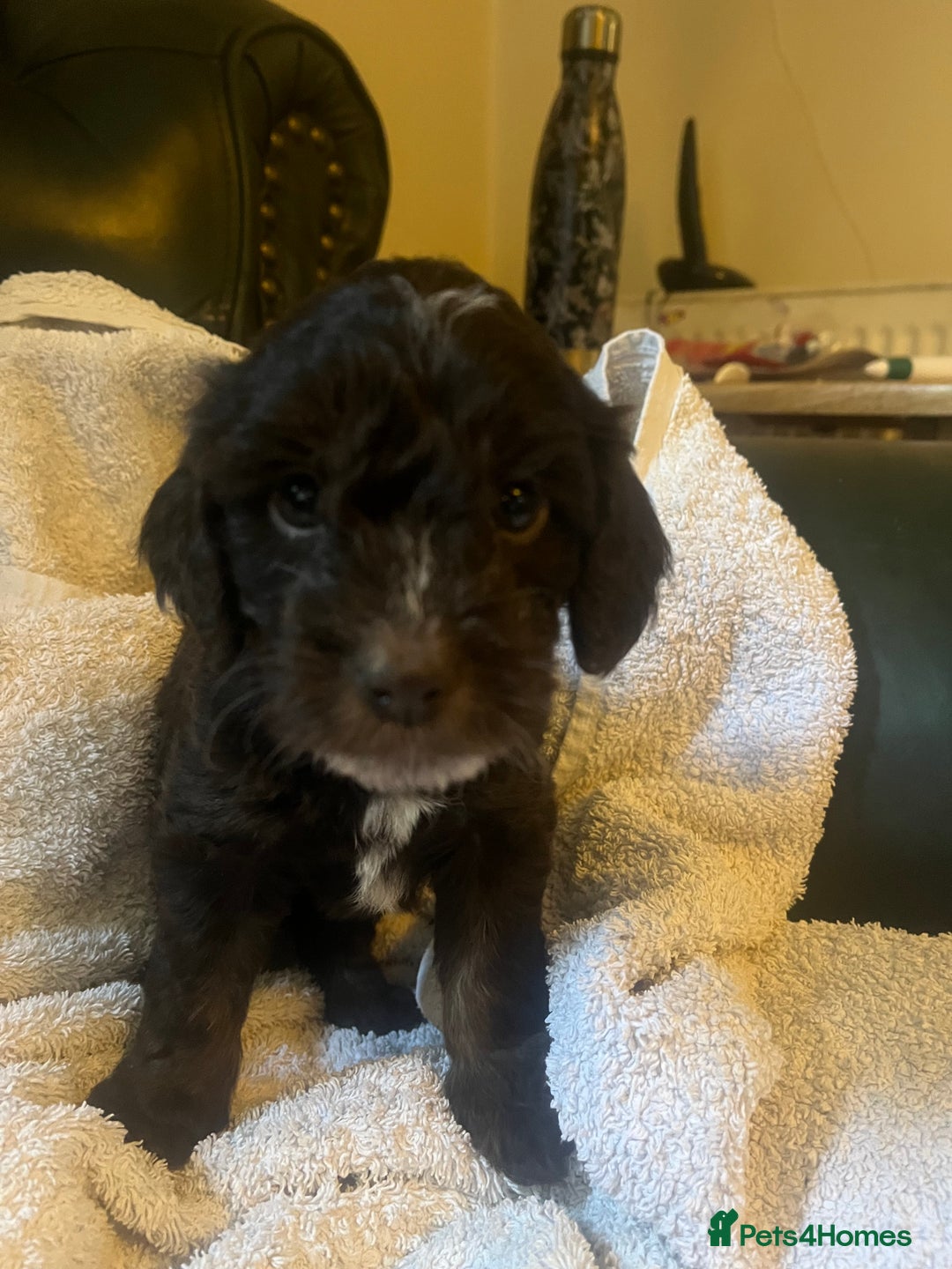 Cockapoo dogs for sale: Adorable Chocolate Cockapoos  - Image 1