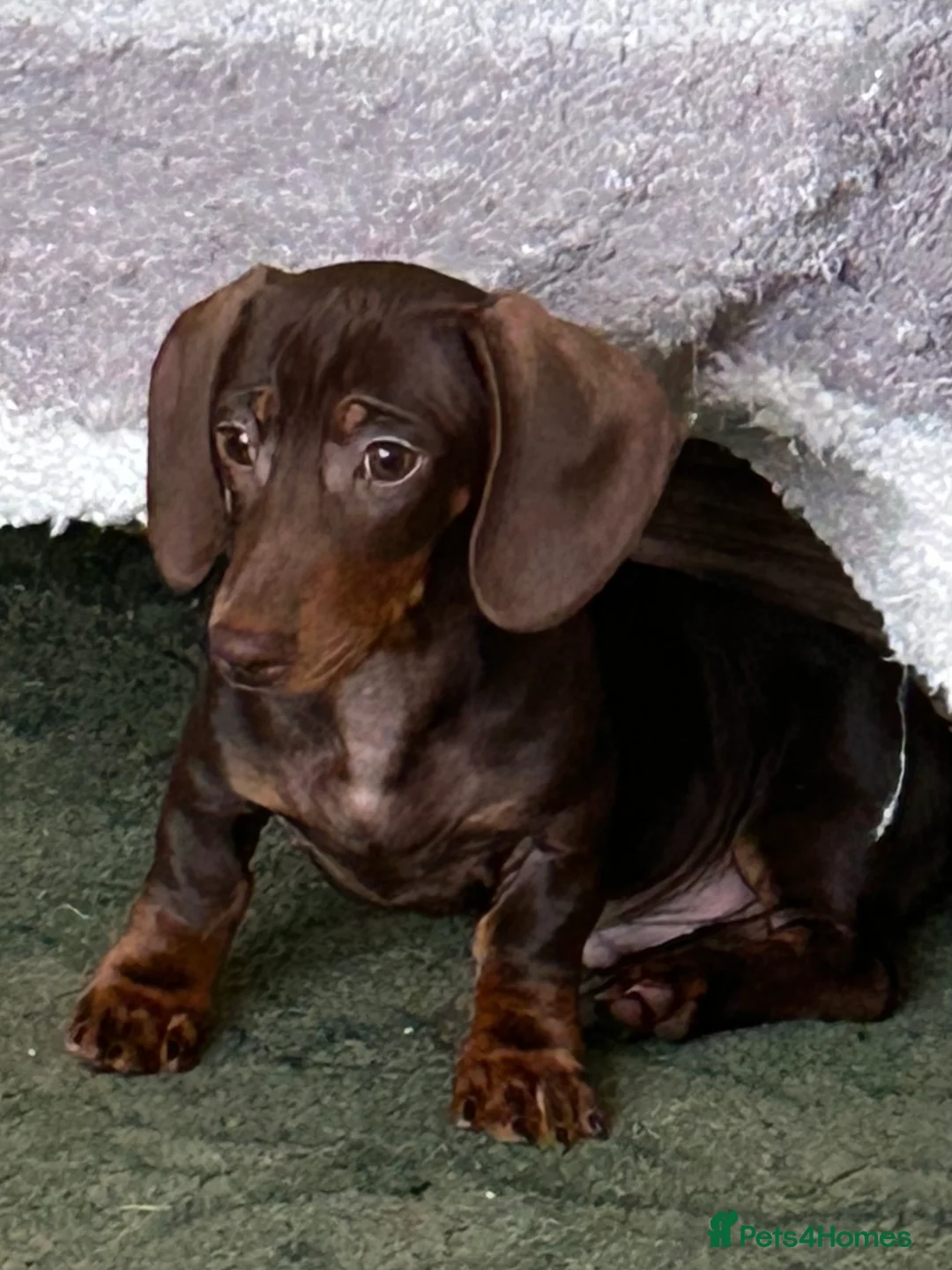 Miniature Dachshund dogs for sale: Exceptional chocolate & tan miniature dachshunds  - Advert 2